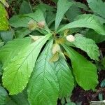 Dalechampia spathulata Ліст