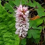 Bistorta officinalis Blomma