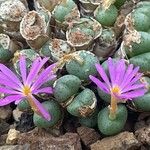 Conophytum minutum 花