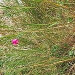 Lathyrus nissolia Flower