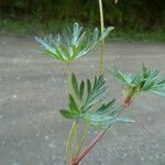 Geranium columbinum Blatt