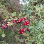 Crataegus rhipidophyllaVili