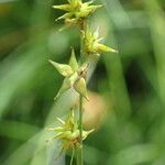 Carex echinata Φρούτο