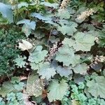 Heuchera micrantha Habitat