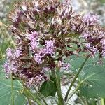 Adenostyles alpina Fula