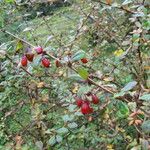 Berberis thomsoniana Habitat