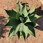 Agave havardiana Ліст