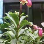 Kalanchoe miniata Flower