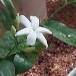 Jasminum sambac Kwiat