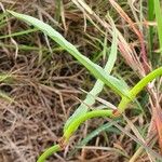 Commelina reptans ഇല