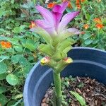 Curcuma aromaticaKwiat