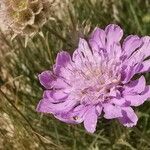 Lomelosia graminifolia Blüte