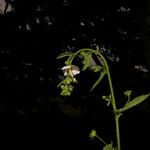 Kosteletzkya depressa Flower