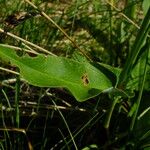 Bistorta officinalis Blatt