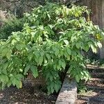 Brugmansia × candida Elinympäristö