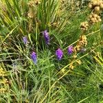 Vicia cracca Habitus