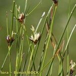 Oreojuncus monanthos Other