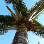 Attalea maripa Leaf