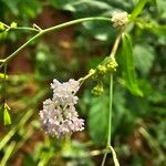 Boerhavia erecta പുഷ്പം