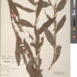 Indigofera achyranthoides Other