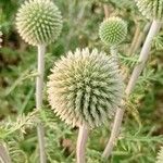 Echinops sphaerocephalus 花