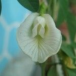 Clitoria ternatea 花