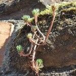 Sedum forsterianum Habit