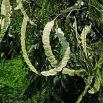 Anadenanthera colubrina ഫലം