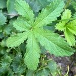 Potentilla anglicaBlatt