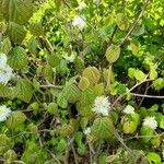 Fothergilla major Hoja