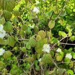 Fothergilla major Leaf