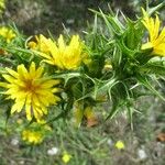 Scolymus hispanicusFlower