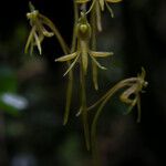 Angraecopsis ischnopus Flower