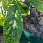 Pachystachys lutea Leaf