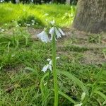 Allium triquetrumফুল