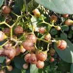 Cordia obliquaഫലം