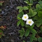 Fragaria viridisعادت داشتن