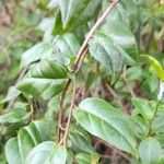 Chiococca alba ഇല