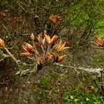 Rhododendron viscosum ഫലം