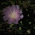 Lewisia rediviva Цветок