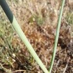 Allium oporinanthum چھال
