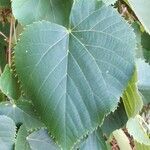 Tilia dasystyla List