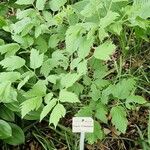 Actaea dahurica Leaf