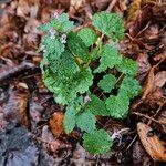 Lamium amplexicaule ശീലം