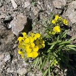 Erysimum jugicola Flower