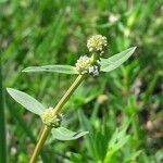 Spermacoce verticillata Blomma