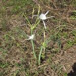 Hymenocallis occidentalis आदत