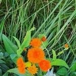 Emilia coccinea Flower