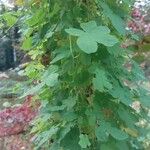 Tropaeolum peregrinum Blatt