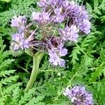 Phacelia tanacetifolia 形态